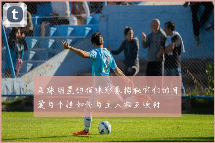 足球明星的猫咪形象揭秘它们的可爱与个性如何与主人相互映衬