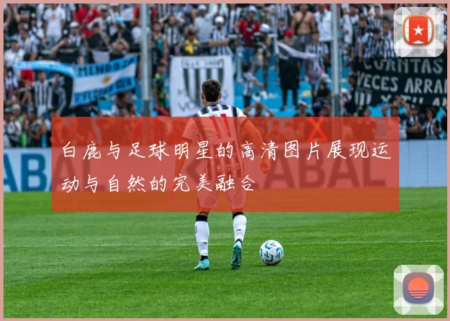 白鹿与足球明星的高清图片展现运动与自然的完美融合